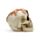 Teschio Decorativo con Testa a Cerniera e Cervello Fuoriuscente 