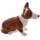 Set Sale e Pepe - Regina e Cane Corgi