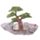 Espositore per Statuette Fate dei Fiori - Mini Mondo