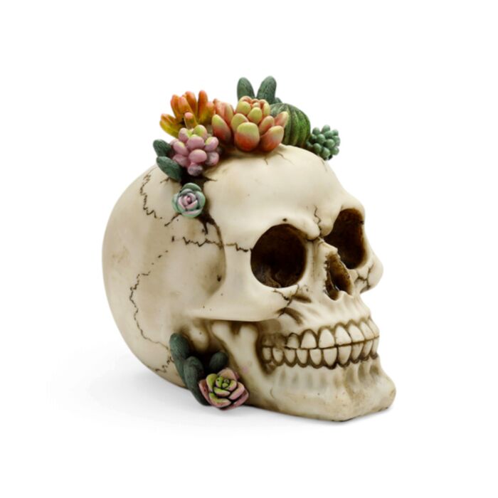 Teschio Decorativo con Piante Grasse