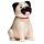 Solar Pal - Pug Carlino