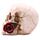 Teschio con rose