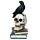 Corvo su Teschio e Libri